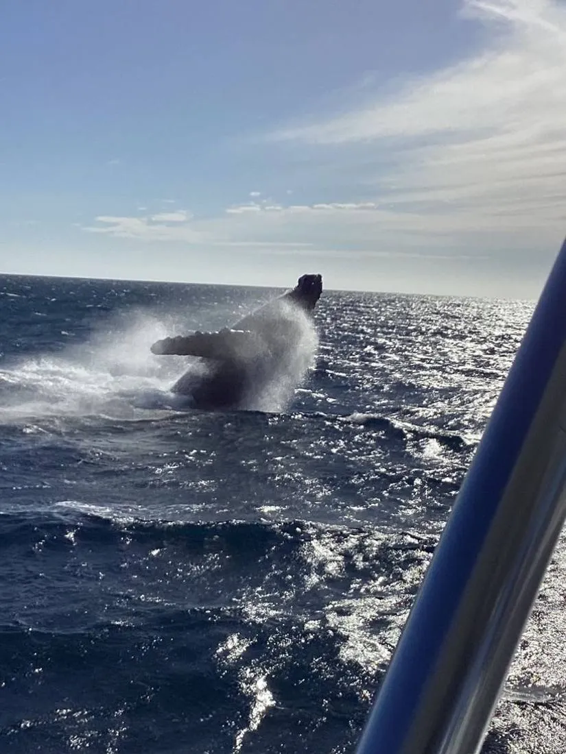 Humpback whale breaching during whale watching charter aboard Lion Heart Cabo San Lucas